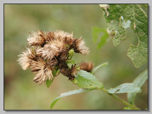 Pentanema conyzae (=Inula conyzae) / Enula baccherina