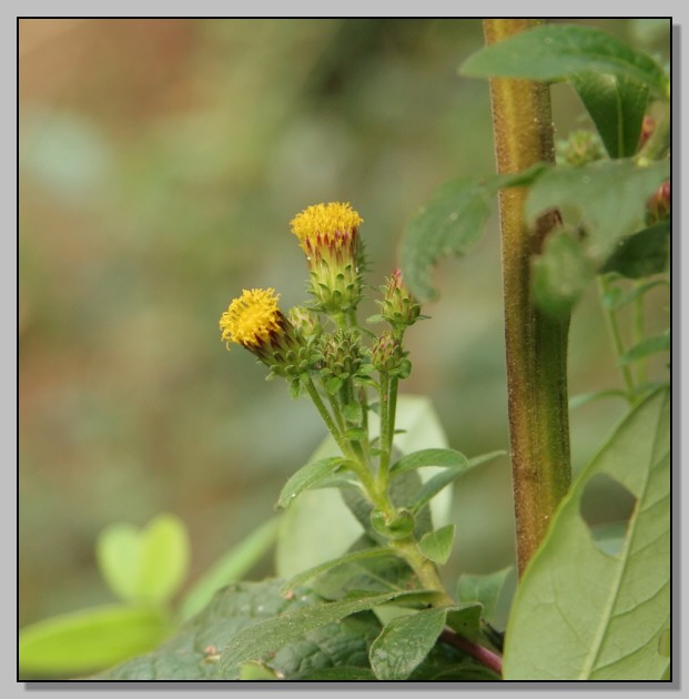 Pentanema conyzae (=Inula conyzae) / Enula baccherina