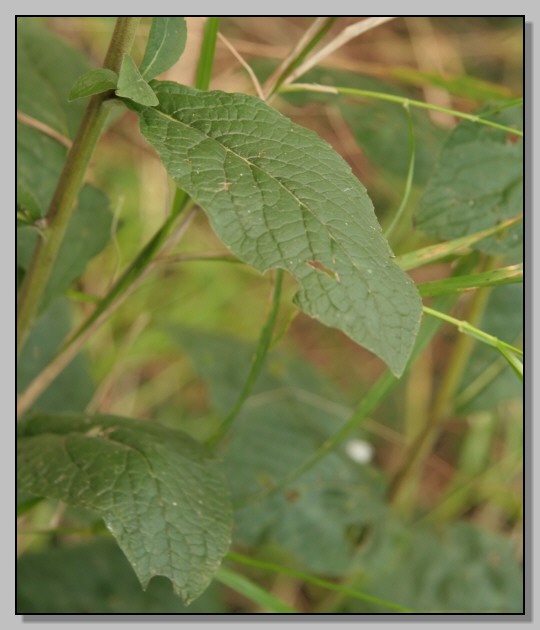 Pentanema conyzae (=Inula conyzae) / Enula baccherina