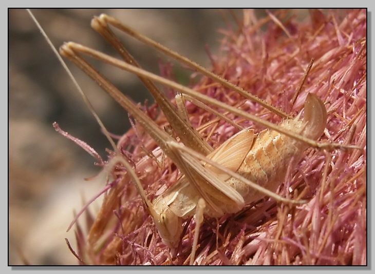 Uromenus elegans. e larva di Tylopsis lilifolia