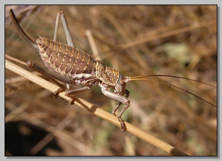 Uromenus elegans. e larva di Tylopsis lilifolia