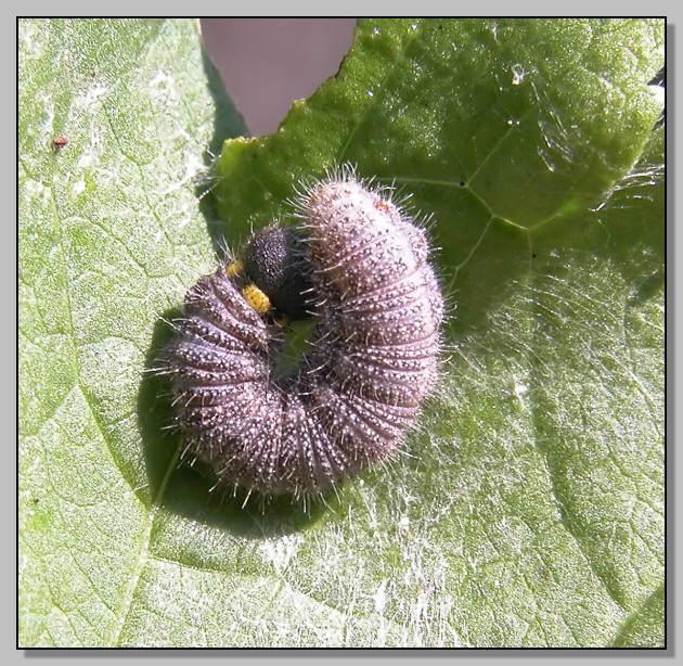 Carcharodus alceae (adulto e bruco)