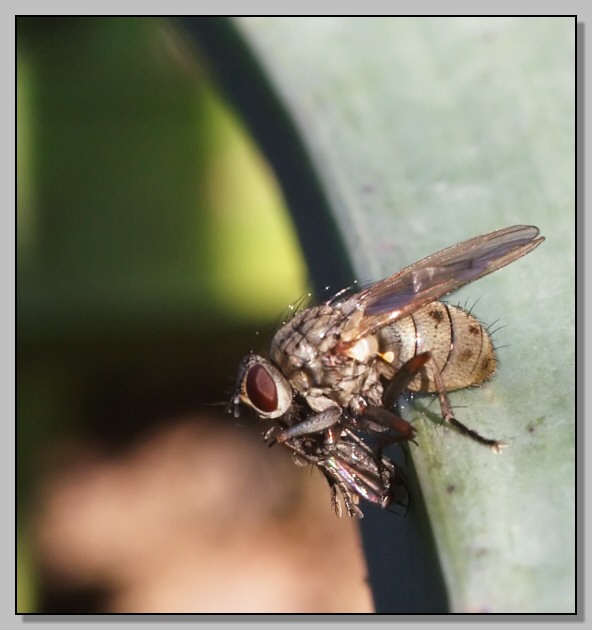 Coenosia attenuata