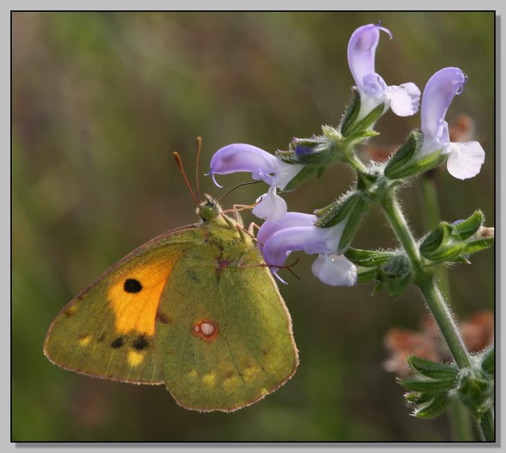 Argynnis paphia e Colias crocea