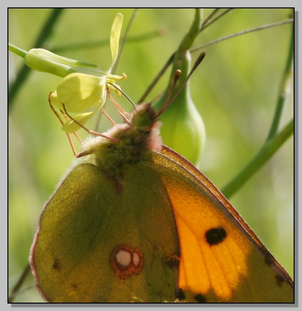 Argynnis paphia e Colias crocea