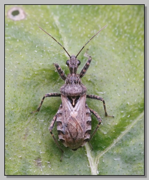 Coranus sp. - i sopravvissuti 2