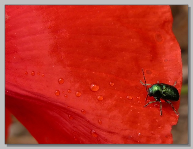 Rosso d''autunno