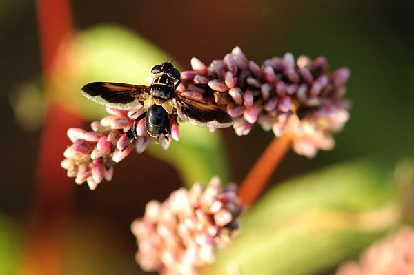 Trichopoda pictipennis