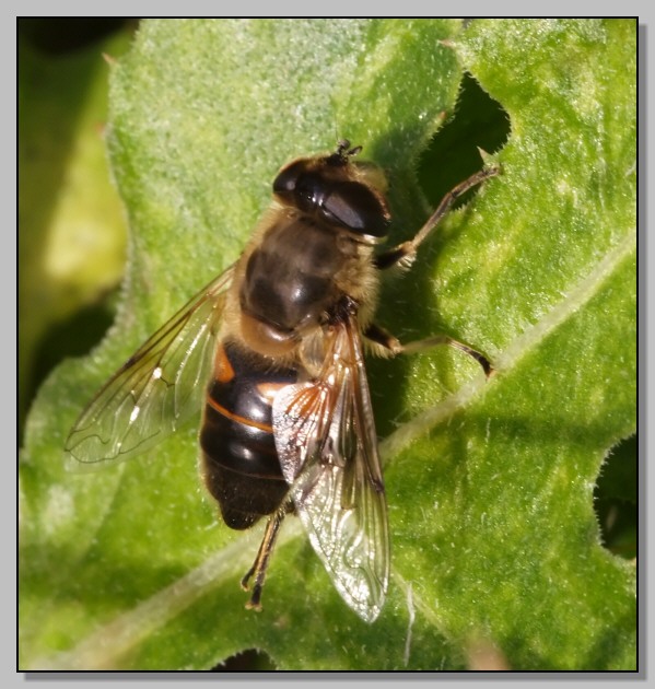 Larve di Eristalis