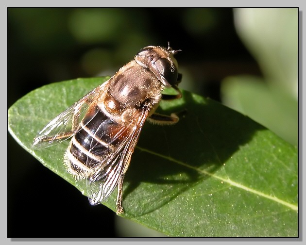 Stomorhina  lunata e Eristalis interrupta