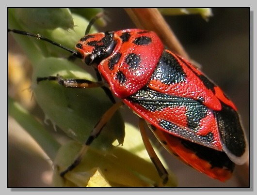 Rosso d''autunno