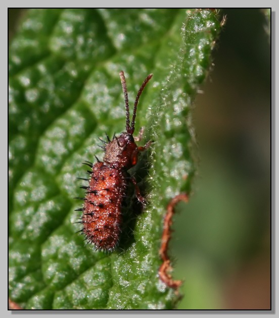 Hispella testacea, una presenza spinosa fra il cisto