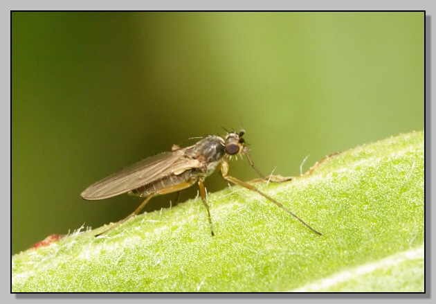 Lonchoptera spp., sto diventando dipterofila