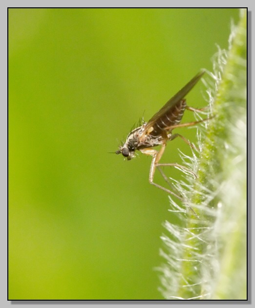 Lonchoptera spp., sto diventando dipterofila