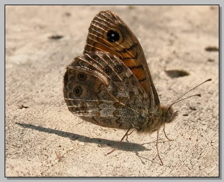 Lasiommata megera
