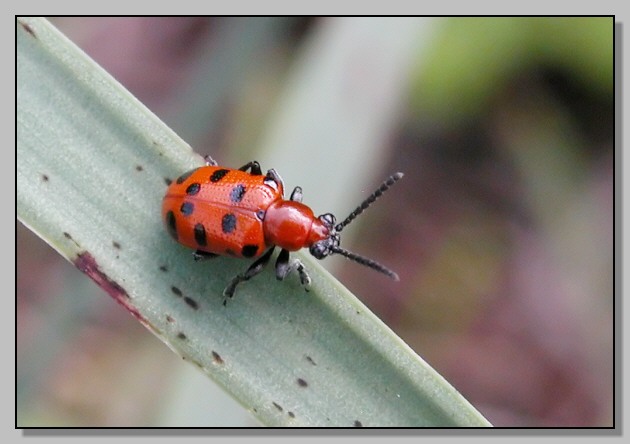 Crioceris duodecimpunctata