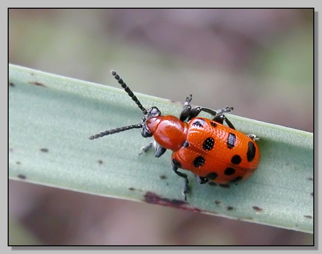 Crioceris duodecimpunctata