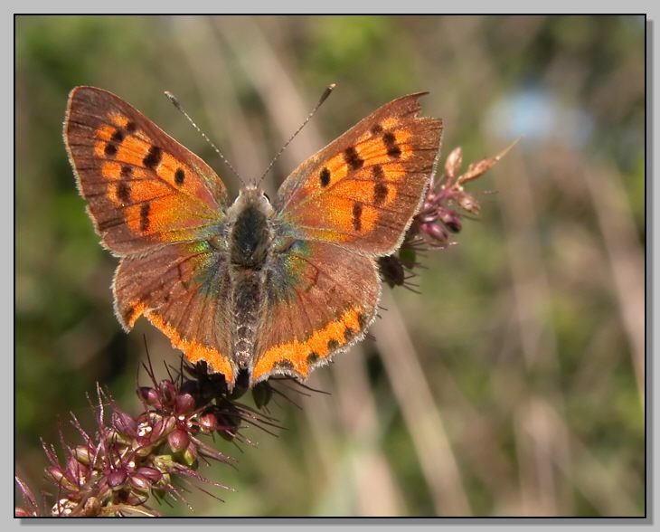 Un po'' malandata, ma bella uguale (Lycaena phlaeas)