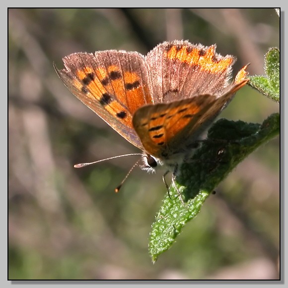 Un po'' malandata, ma bella uguale (Lycaena phlaeas)