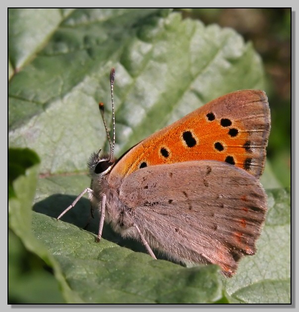 Lycaena phlaeas