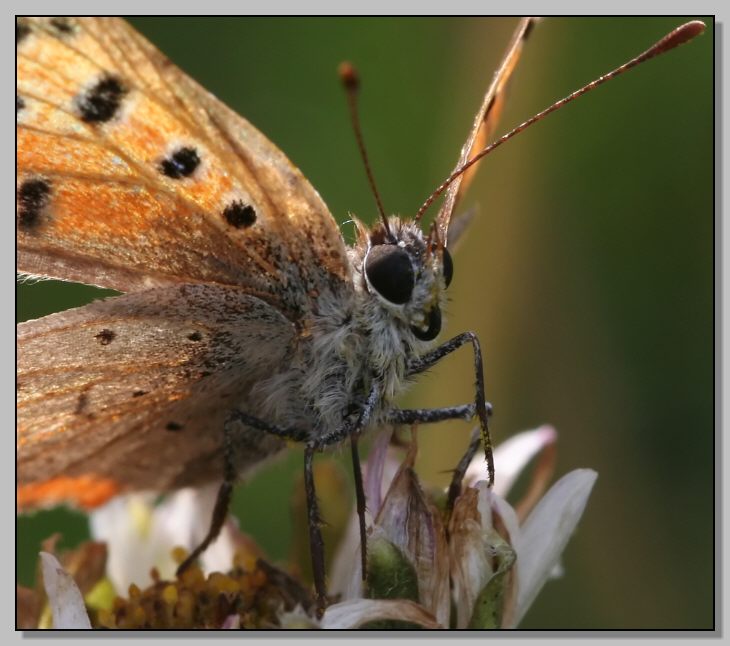 La svolta (Lycaena phlaeas)