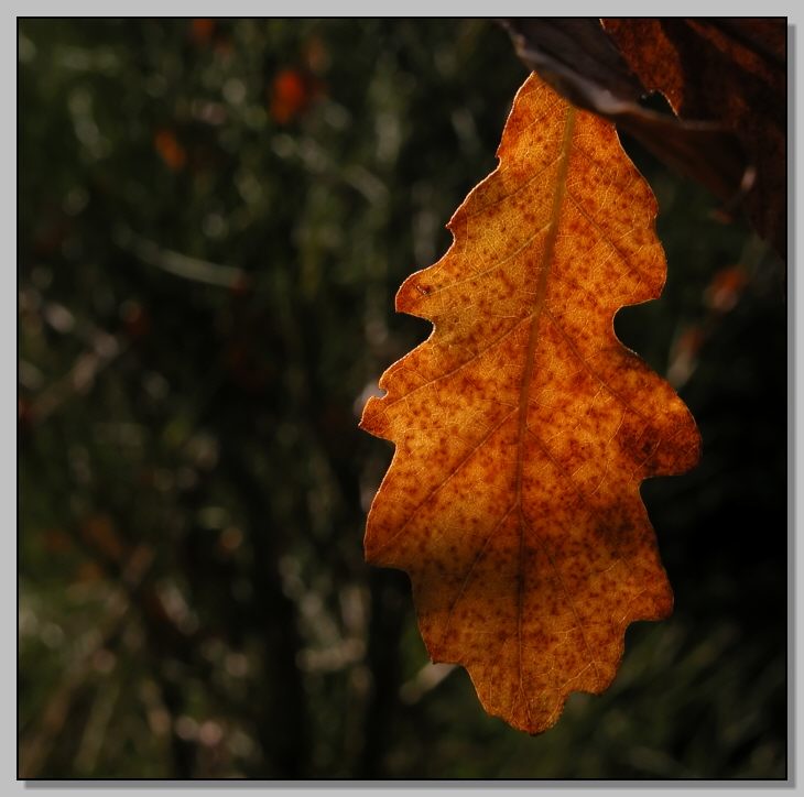 Foglie d''autunno