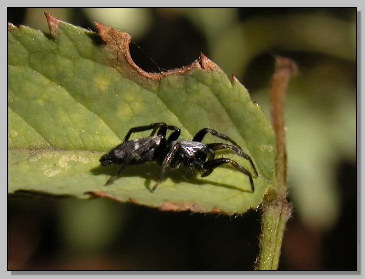 Ragno juventino (Gnaphosidae - Aphantaulax)