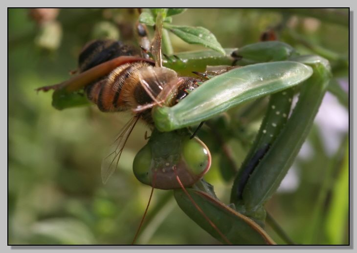 Ora di cena nella casa di Sig.ra Mantis religiosa