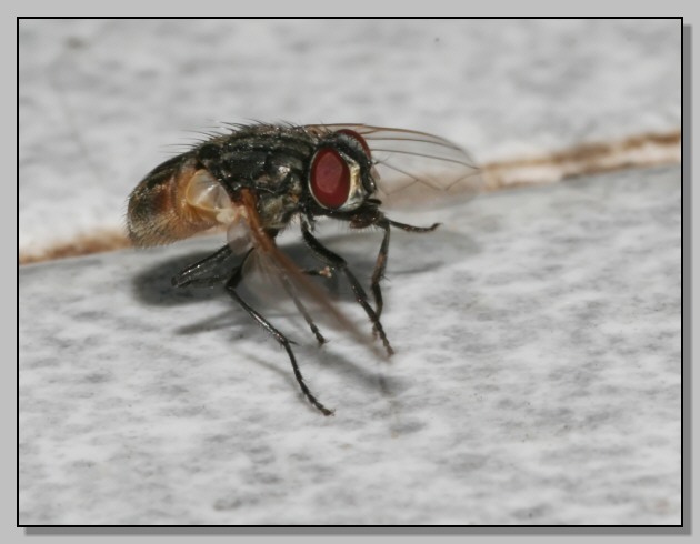 mosca
