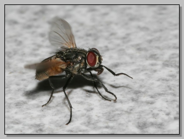 mosca