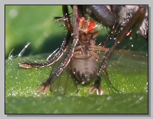 Coenosia attenuata