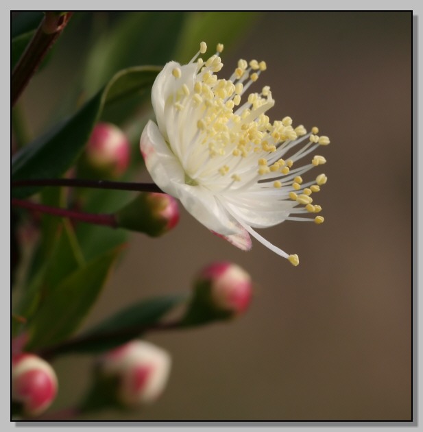 Myrtus communis - Mirto