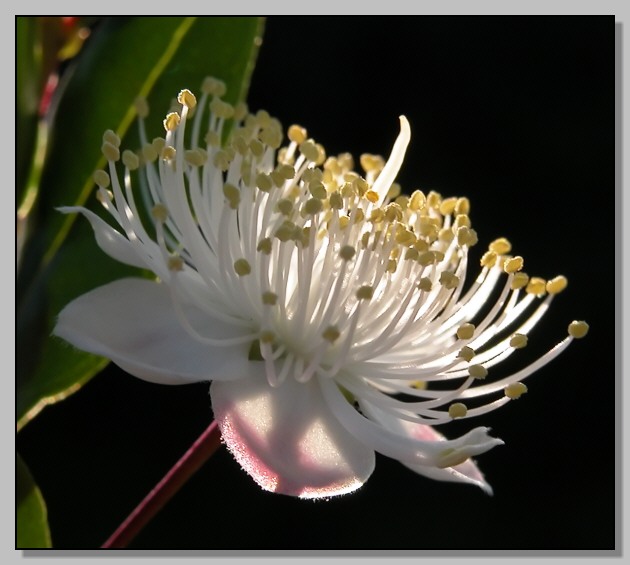 Myrtus communis - Mirto