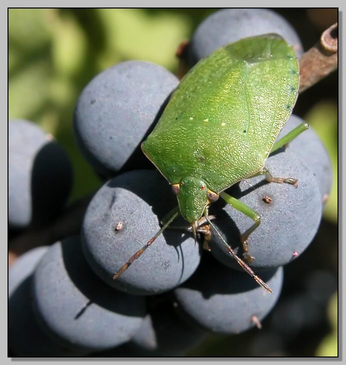 Nezara viridula, verde si diventa