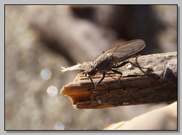 Heterocheilidae, Diptera della spiaggia