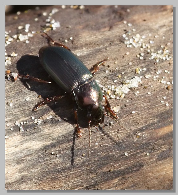 Harpalus distinguendus