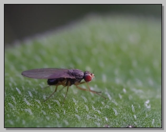 Scaptomyza pallida (Drosophilidae), versione scura