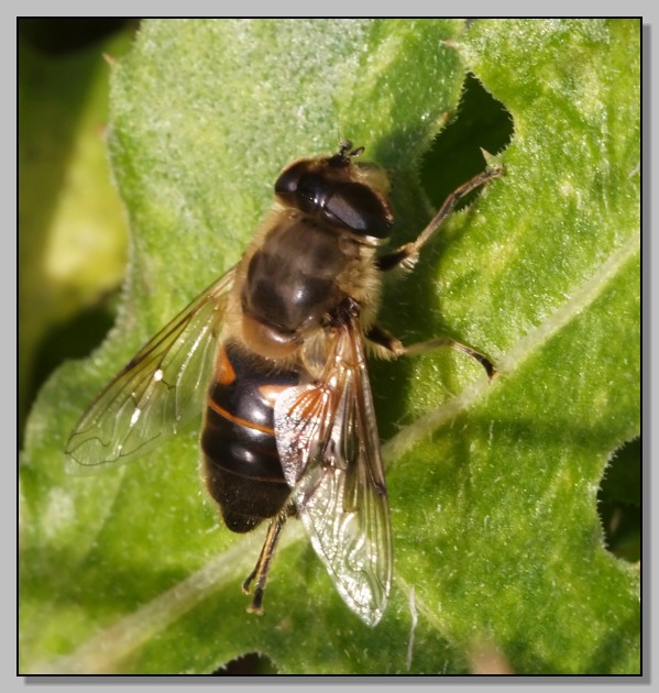 Eristalis, tenax forse?