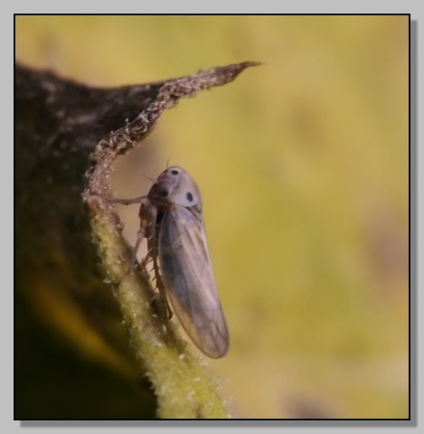 Austroagallia sinuata. Nella seria... i piccoli mostri!