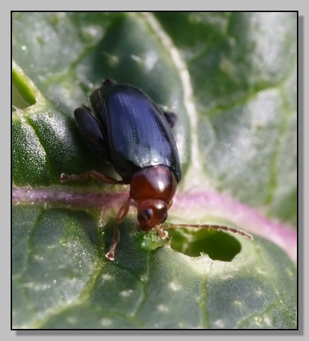 Crepidodera femorata