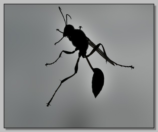 Silhouette di uno Sceliphron spirifex