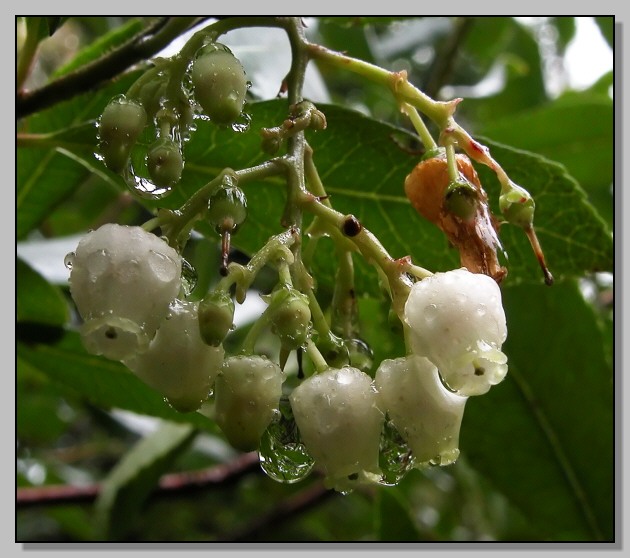 Arbutus unedo / Corbezzolo