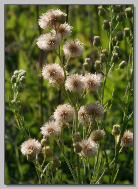 Erigeron bonariensis/ Cspica di Buenos Aires