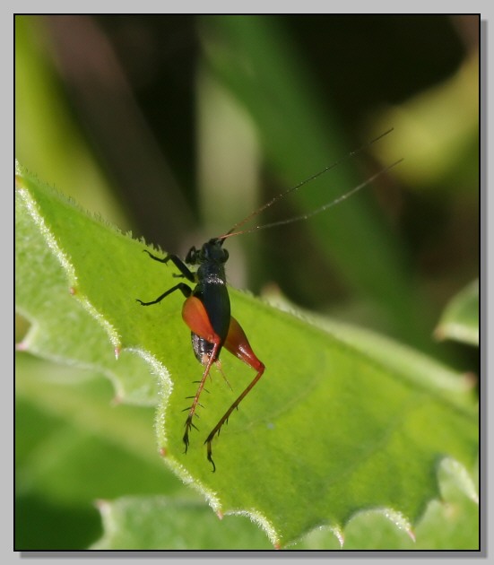 Trigonidium cicindeloides