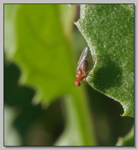 Piccoli occhi rossi (Drosophila sp.)
