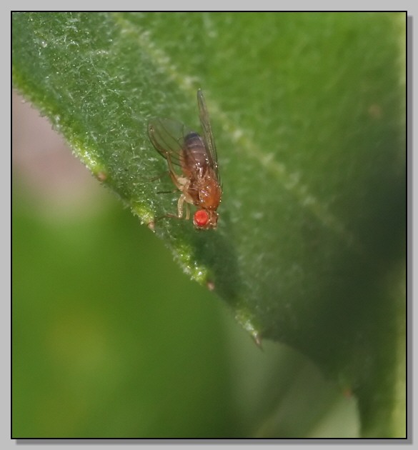 Piccoli occhi rossi (Drosophila sp.)