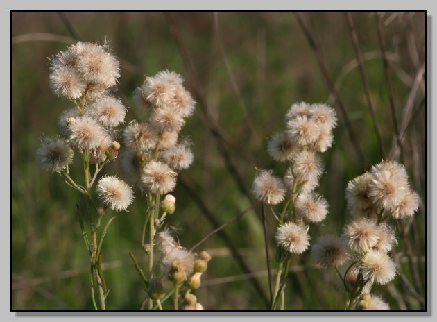 Erigeron bonariensis/ Cspica di Buenos Aires