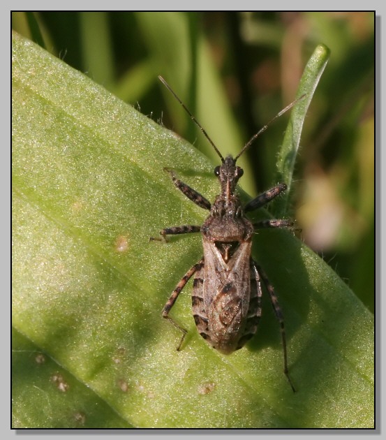 Gli ultimi, eterottero ignoto (Coranus sp.)