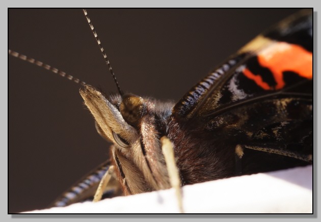 Vanessa atalanta in visita