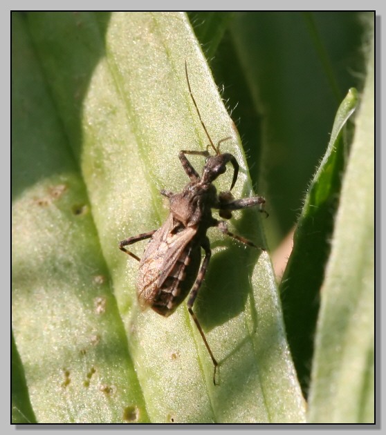 Gli ultimi, eterottero ignoto (Coranus sp.)